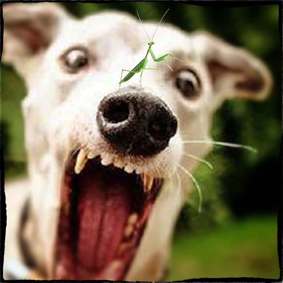 Unbalanced Dogs Anonymous Facebook Group
