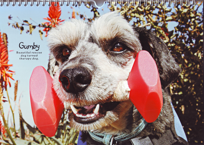I am Mr April in the Cesar's Way 2013 Rescue Heroes Calendar
