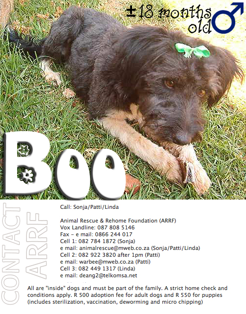 PLEASE help sweet Gumby-clone find a forever home of his own!